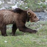 Ours brun